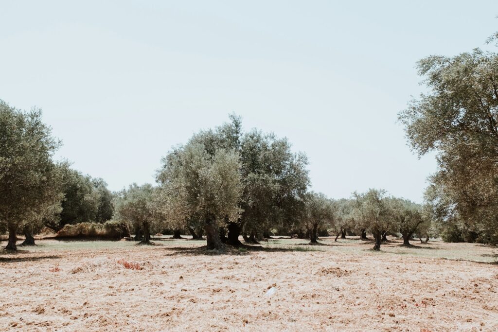 a group of trees in a field