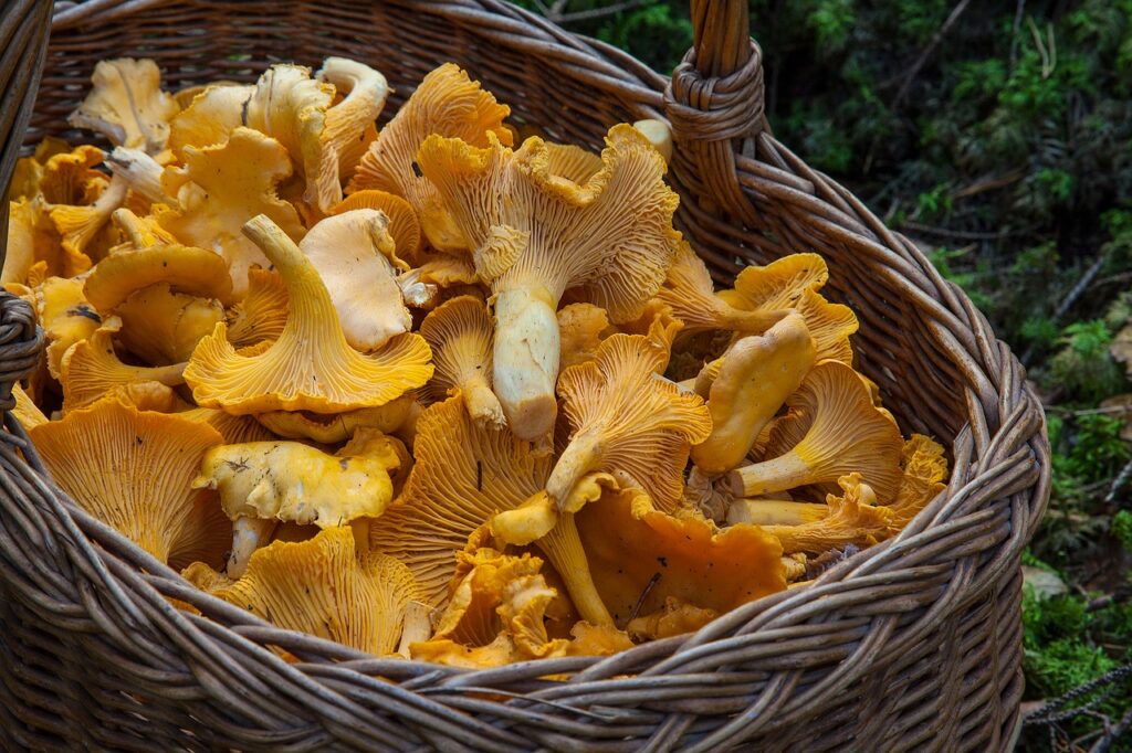 fungus, mushroom, sponge, basket, chanterelle mushrooms, mushroom picking, yellow mushrooms, edible, edible mushrooms, mushroom, mushroom, mushroom, mushroom, mushroom